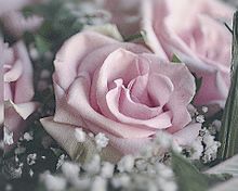 薔薇 バラ ローズ ピンク パステルの画像(#ピンクに関連した画像)