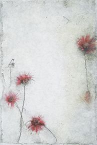 フレーム 背景 花 フラワー 加工用素材の画像(フラワーに関連した画像)