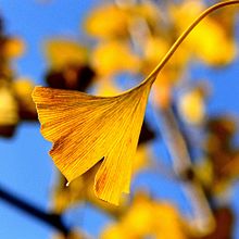 銀杏 黄葉 自然 青空 風景 秋色 雰囲気の画像(青空に関連した画像)