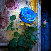 ビンテージ レトロ アンティーク 薔薇 ブルーの画像(アンティークに関連した画像)