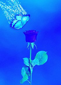 薔薇 ブルーローズ 蝶 バタフライ シンプルの画像(#シンプルに関連した画像)