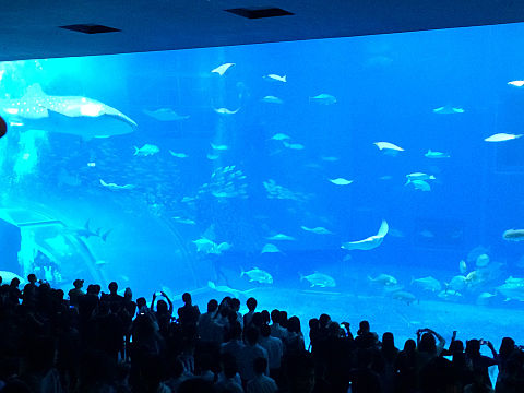 沖縄 美ら海水族館の画像 プリ画像