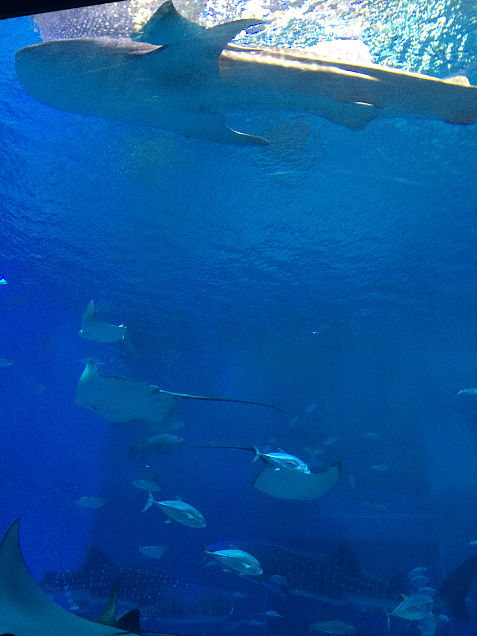 沖縄 美ら海水族館の画像(プリ画像)