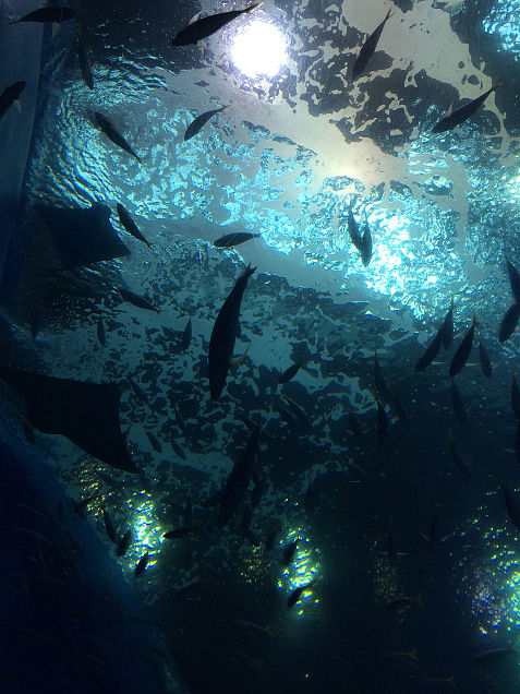 沖縄 美ら海水族館の画像 プリ画像