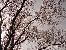 桜の画像(著作権フリー 写真に関連した画像)