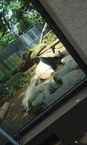パンダの画像(パンダ 上野動物園に関連した画像)