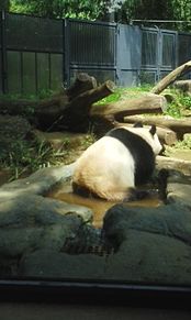 パンダの画像(パンダ 上野動物園に関連した画像)