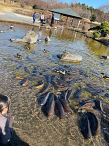 茨城県　牛久大仏　鯉　鴨の画像(鯉に関連した画像)