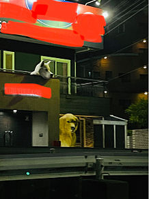 夜　千葉県　大きな犬の画像(千葉県に関連した画像)
