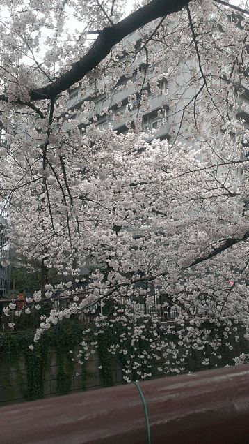 目黒川の桜の画像 プリ画像
