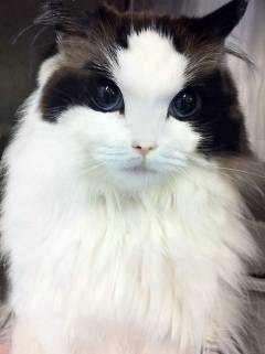 顔の綺麗な猫ちゃん 完全無料画像検索のプリ画像 Bygmo