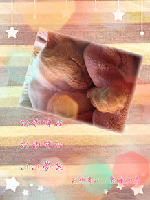 おやすみ…  ここちゃんへ…の画像(斉藤和義 歌詞 猫に関連した画像)