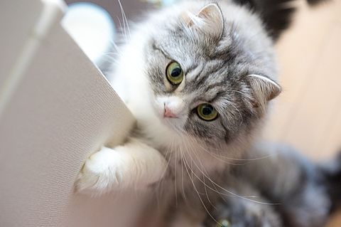 浅利祐作の好きな猫　おねだり中の画像(プリ画像)