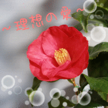 椿 壁紙 花の画像3点 完全無料画像検索のプリ画像 Bygmo