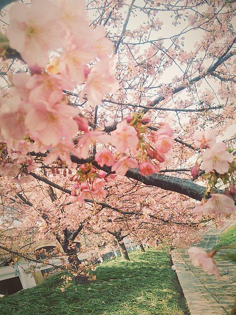桜の画像の画像(プリ画像)