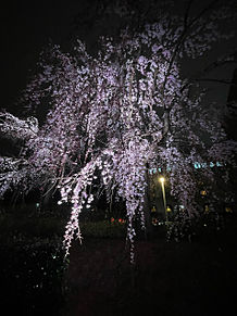 夜桜の画像(#夜景に関連した画像)