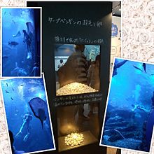 21.07.25 Sunday 京都水族館の画像(京都に関連した画像)