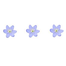 かわいい 青い花の画像2点 完全無料画像検索のプリ画像 Bygmo