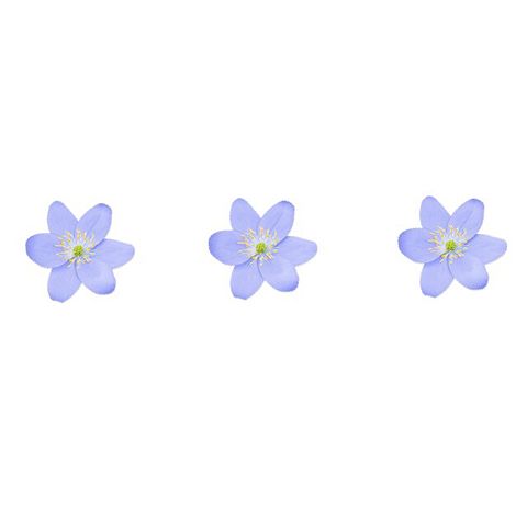 おしゃれ 青い花の画像2点 完全無料画像検索のプリ画像 Bygmo