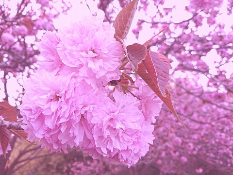 八重桜の画像 プリ画像