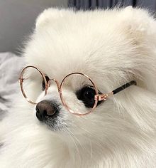 韓国犬猫 プリ画像