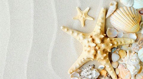 砂浜 貝殻 summerの画像 プリ画像
