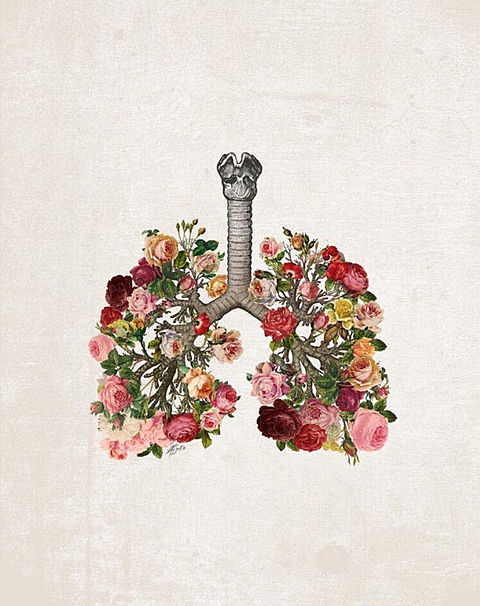 肺 完全無料画像検索のプリ画像 Bygmo