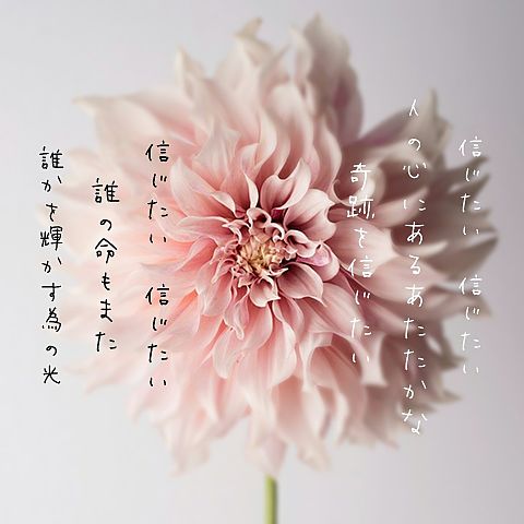 花の匂い  Ⅱの画像(プリ画像)