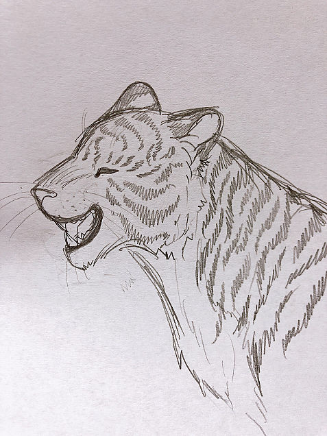 にっこり顔な虎さん🐅🐾の画像 プリ画像