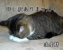 土下座 猫の画像15点 完全無料画像検索のプリ画像 Bygmo