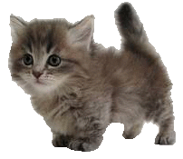 猫 可愛い マンチカンの画像9点 完全無料画像検索のプリ画像 Bygmo