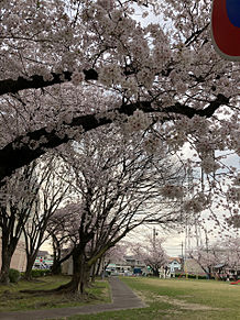 桜満開が咲いていた。の画像(満開に関連した画像)