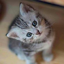 可愛い猫の画像443点 完全無料画像検索のプリ画像 Bygmo