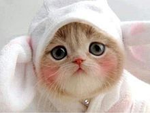 可愛い猫の画像439点 完全無料画像検索のプリ画像 Bygmo