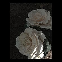 白花の画像(モノクロに関連した画像)