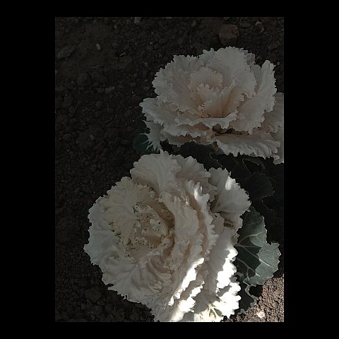 白花の画像 プリ画像