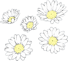 マーガレット 素材 背景 花の画像21点 完全無料画像検索のプリ画像 Bygmo