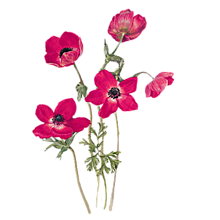 pressed flowerの画像(花柄 背景に関連した画像)