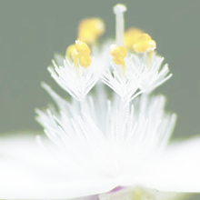 3/27誕生花 ブライダルベールの画像(生花に関連した画像)