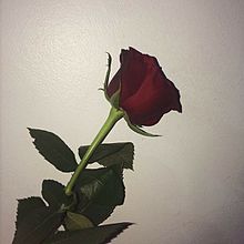 薔薇の画像(#バラに関連した画像)