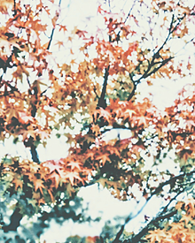 紅葉🍁の画像(秋の植物に関連した画像)