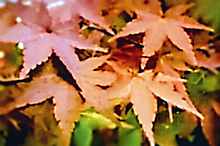 紅葉🍁の画像(秋の植物に関連した画像)
