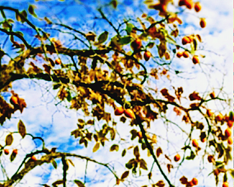 青空と柿の木。の画像 プリ画像