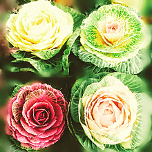 葉牡丹。の画像(新年の植物に関連した画像)