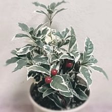 クリスマスの植物　斑入りヒイラギ　ヤブコウジ プリ画像