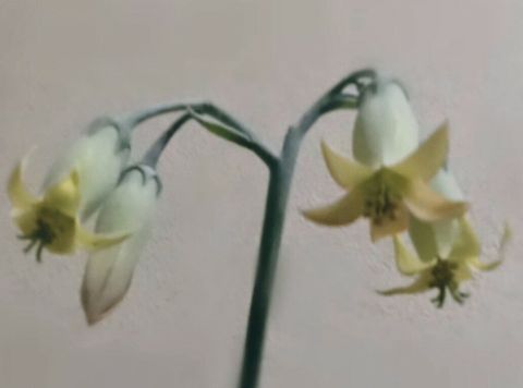 多肉植物　折鶴　（コチレドン属）の画像 プリ画像