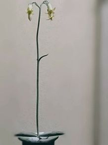 多肉植物　折鶴　（コチレドン属）