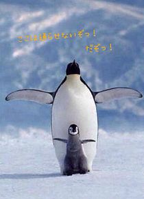ペンギン親子の画像3点 完全無料画像検索のプリ画像 Bygmo