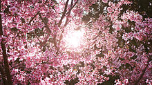猫、ホットケーキ、桜の画像(子猫に関連した画像)
