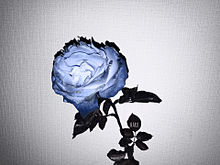 青 薔薇 おしゃれの画像78点 完全無料画像検索のプリ画像 Bygmo